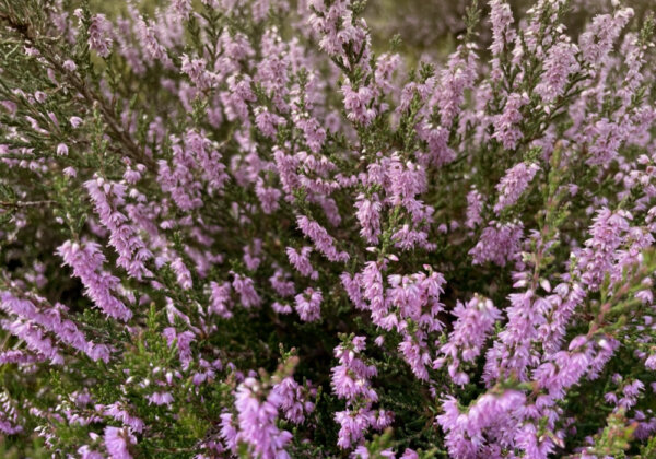Zurkirchen Reisen Carreisen Luenebuerger Weide 01